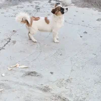 سگ بازیگوش|سگ|بیلوار, |دیوار