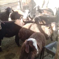 بره نروماده افشاری قزل|حیوانات مزرعه|گیان, |دیوار