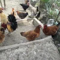 باسلام تخم مرغ محلی نطفه دار