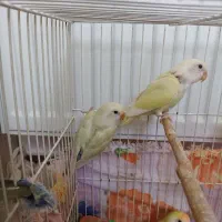 جوجه کوتوله برزیلی لیمویی(کرمینو) 2ماهه|پرنده|نیشابور, شهرک جانبازان|دیوار