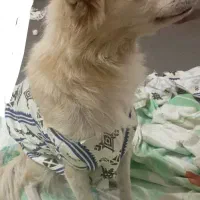 به فروش میرسد