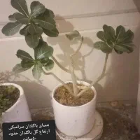 گل طبیعی وگلدان سانسوریا/ بنسای