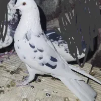 کبوتر تکپر خال پیس|پرنده|انبارآلوم, |دیوار