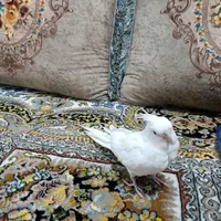عروس هلندی البینو|پرنده|مهر, |دیوار