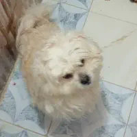 سگ خانگی|سگ|میاندوآب, |دیوار