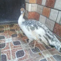 خروس وطاووس