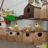 فنچ سانان|پرنده|ساوه, |دیوار