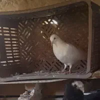 ۱۰تا کفتر پرشی فروشی