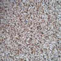 گندم کلاته بذری بوجارشده