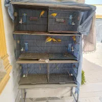 قناری زرد پرتقالی