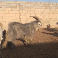 گوسفند|حیوانات مزرعه|سرایان, |دیوار