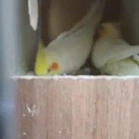 فروش عروس|پرنده|قم, در بهشت|دیوار