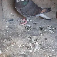 دمگیر|حیوانات|اصفهان, هفتون|دیوار