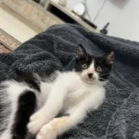 واگذاری رایگان