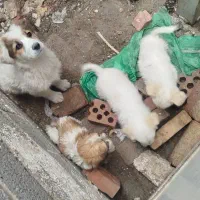 3عدد توله با مادرشون نژاد شیتزو معاوضه با کفتر