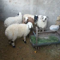 ۴عدد بره سبک دو عدد نر دو عدد ماده|حیوانات مزرعه|یزد, |دیوار