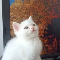 بچه گربه پرشین سفید ماده