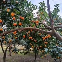 پرتقال تامسون عمده