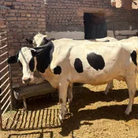 دو عدد گاو شیری و یک عدد گوساله در سبزوار