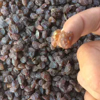 کشمش آبگیری تاکستان