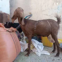 تعدادی بز چاق وچله