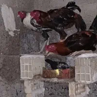 خروس چابهار