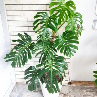 گل زیبای مانسترا