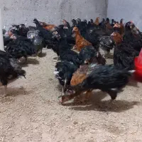 جوجه مرغ گلپایگانی|حیوانات مزرعه|مسجد سلیمان, |دیوار