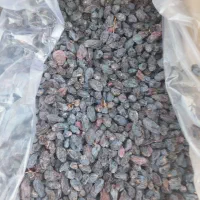 کشمش آفتابی پلویی|عمده‌فروشی|ساوه, |دیوار