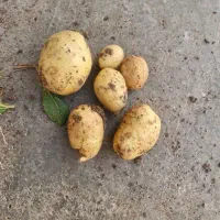 بذر سیب زمینی