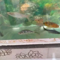 ماهی گوی ، پنگوسی