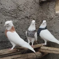 طوقی|پرنده|شاهرود, |دیوار