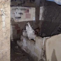 مرغ وخروس|حیوانات مزرعه|محمدیه-قزوین, |دیوار