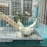 عروس هلندی طاووسی