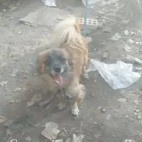 بک سگه پاکتها رویای افزودن