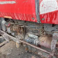 فرگوسن انگلیسی