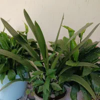 گل و گیاه طبیعی