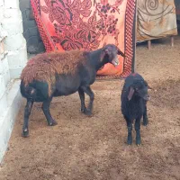 گوسفندبره دار چاق سالم وسرحال|حیوانات مزرعه|سیمین شهر, |دیوار