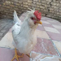 مرغ و خروس گلین