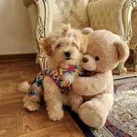 شیتزو سوپرفلت مالتیپو کوچولو