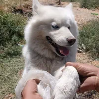 سگ نژاد دار