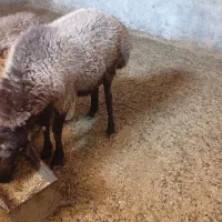 قوچ چینی نژاددار|حیوانات مزرعه|پاتاوه, |دیوار