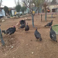 بوقلمون ماده