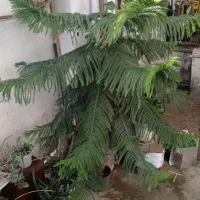 گل کاج مطبق خارجی