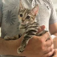 گربه ۶۰ روزه