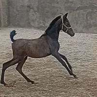 کره مادیان دوسر شجره . ۶ ماه |اسب و تجهیزات اسبسواری|کرمانشاه, |دیوار