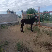 یه فروشی نرخر درشت 132قد