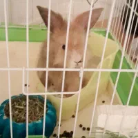 خرگوش|موش و خرگوش|قوچان, |دیوار