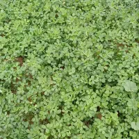 نیازمند کمبا