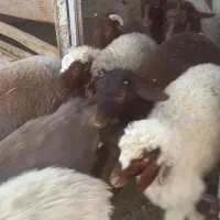 بره پای پروار
